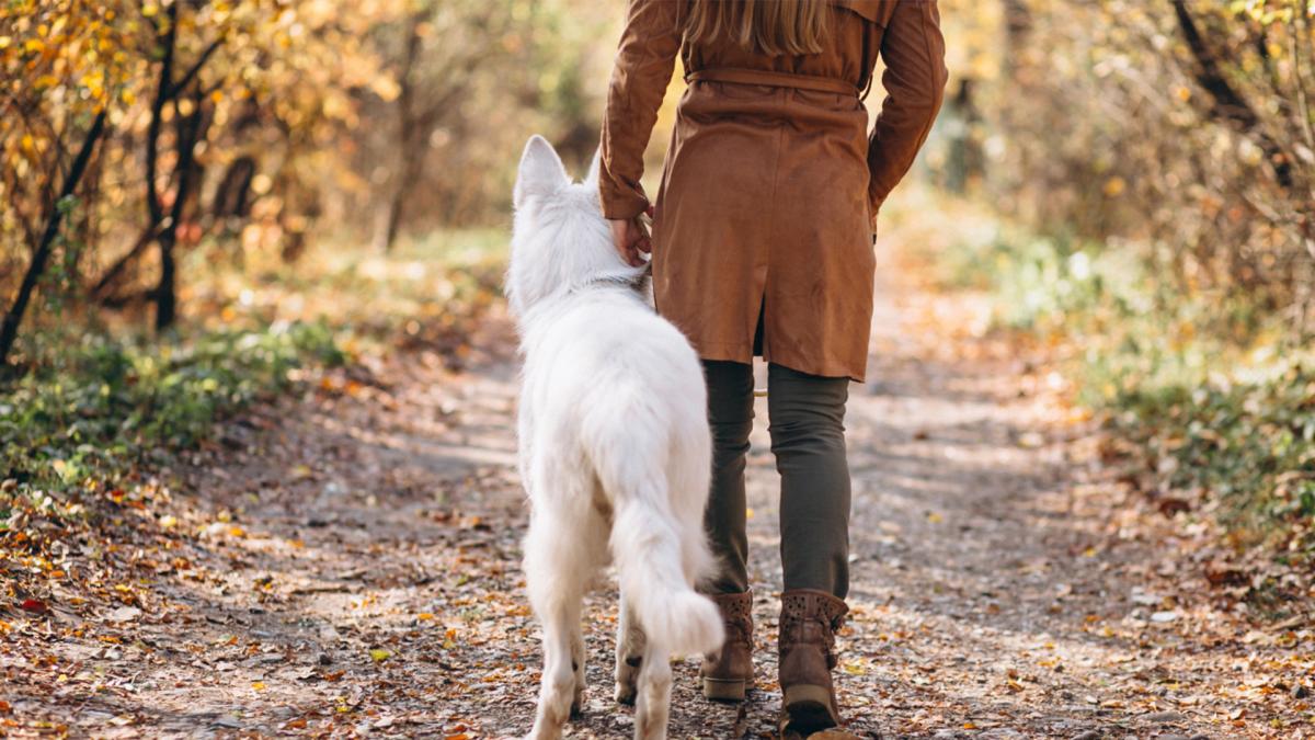 Cum ajung unii oameni să le fie frică de propriul animal de companie. Cel mai important lucru de știut, indiferent de talia și rasă câinelui