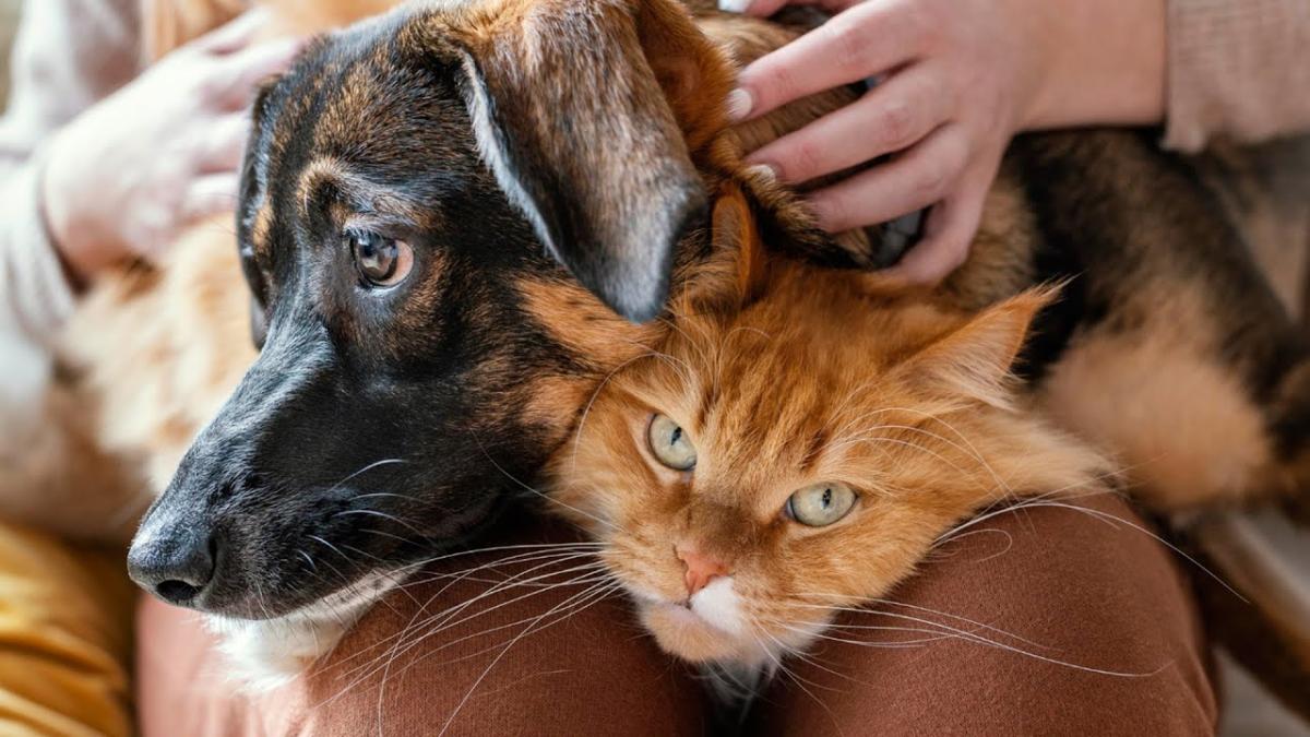 Ce spune, de fapt, despre noi faptul că suntem țara cu cele mai multe adopții de animale din Europa? Comisarul șef dr. psiholog Dorin Dumitran are o teorie care ridică multe semne de întrebare
