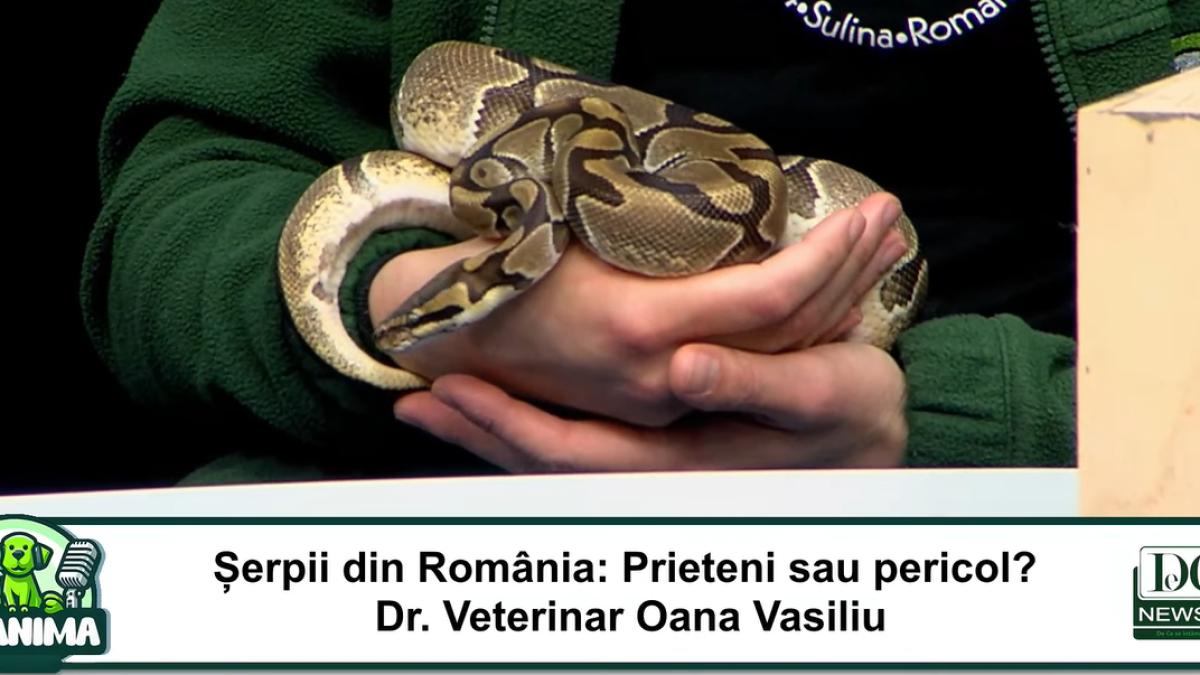 Mit demontat: Șerpii nu se hrănesc cu pui de pisică. Ce trebuie să știi înainte să îți iei un șarpe