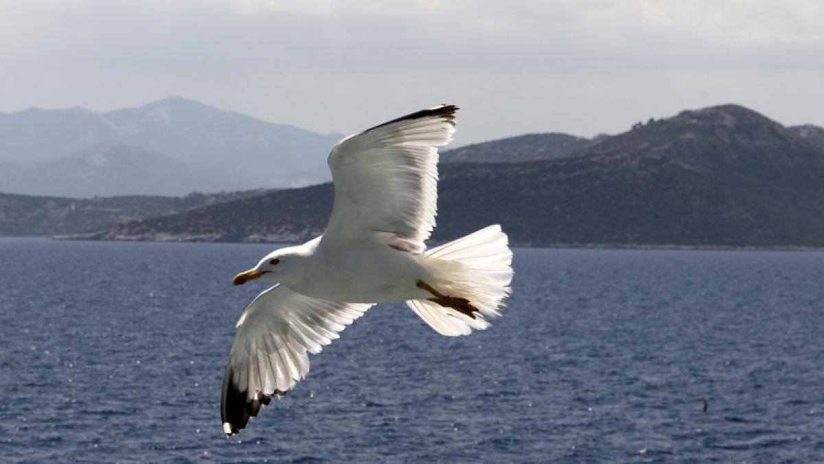 Pescărușii, o specie migratoare aparte. Trăsăturile care îi diferențiază de alte păsări