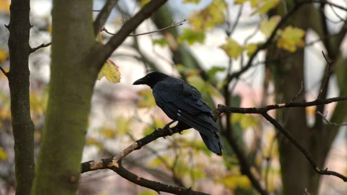 Ce trebuie să faci când găsești un animal sălbatic în suferință. Sfaturile Ruxandrei Marinescu, de la Fundația Visul Luanei