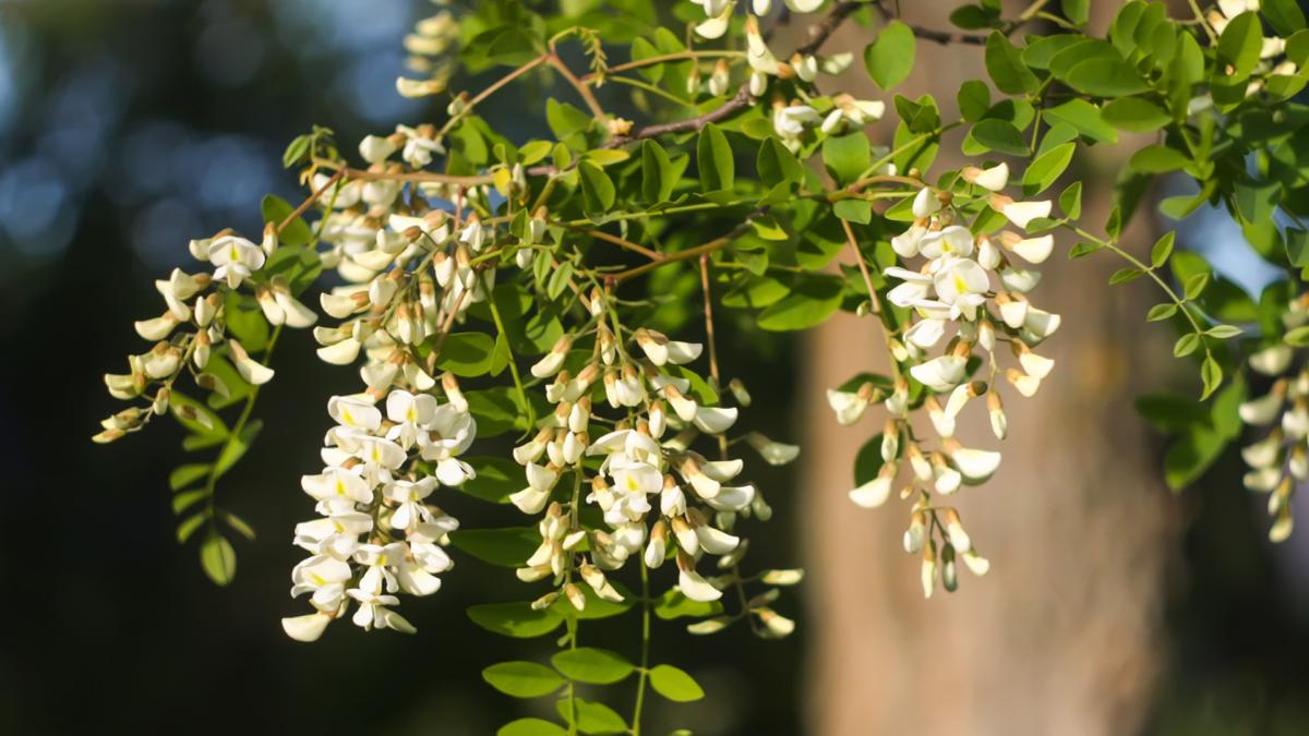 salcamul o specie invaziva in romania coordonatorul gradinii botanice din bucuresti explica de unde provine de fapt acest arbore