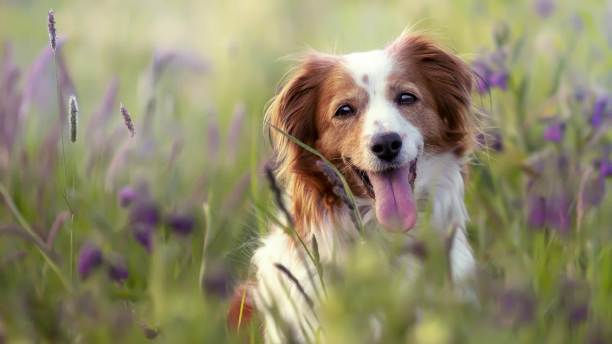 De ce este periculos să ne raportăm la animale ca la oameni. „Există riscul de a fi extrem de afectat emoțional”