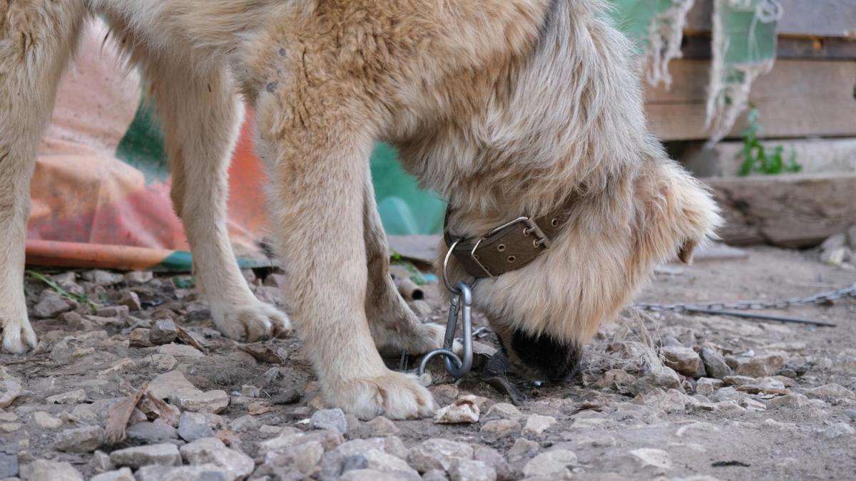 Cum poți să reclami abandonul sau cruzimea asupra animalelor prin câțiva pași simpli