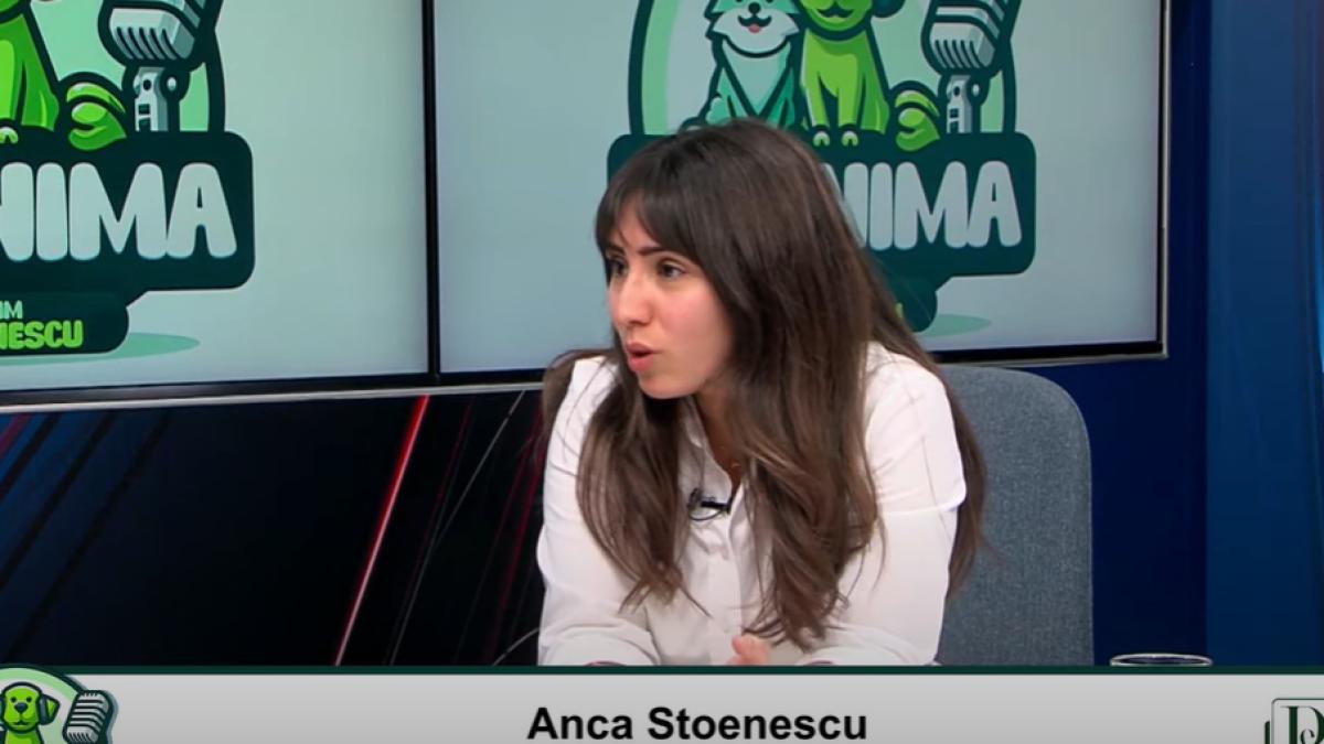 Sterilizarea câinilor. De ce este vitală și ce spun experții?