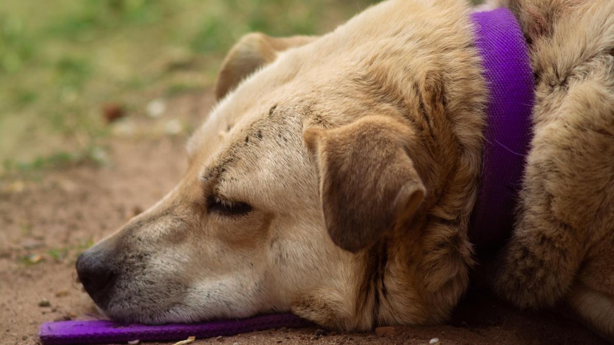 Care este cheia rezolvării problemei câinilor fără stăpân? Medicul veterinar Mircea Ștefanache a spus exact