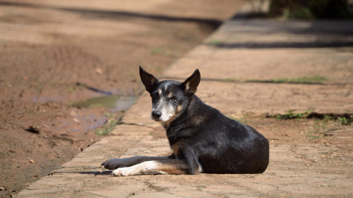 Recensământul animalelor de companie, un prim pas împotriva eutanasierii patrupezilor de către autorități. Ce spune un medic veterinar