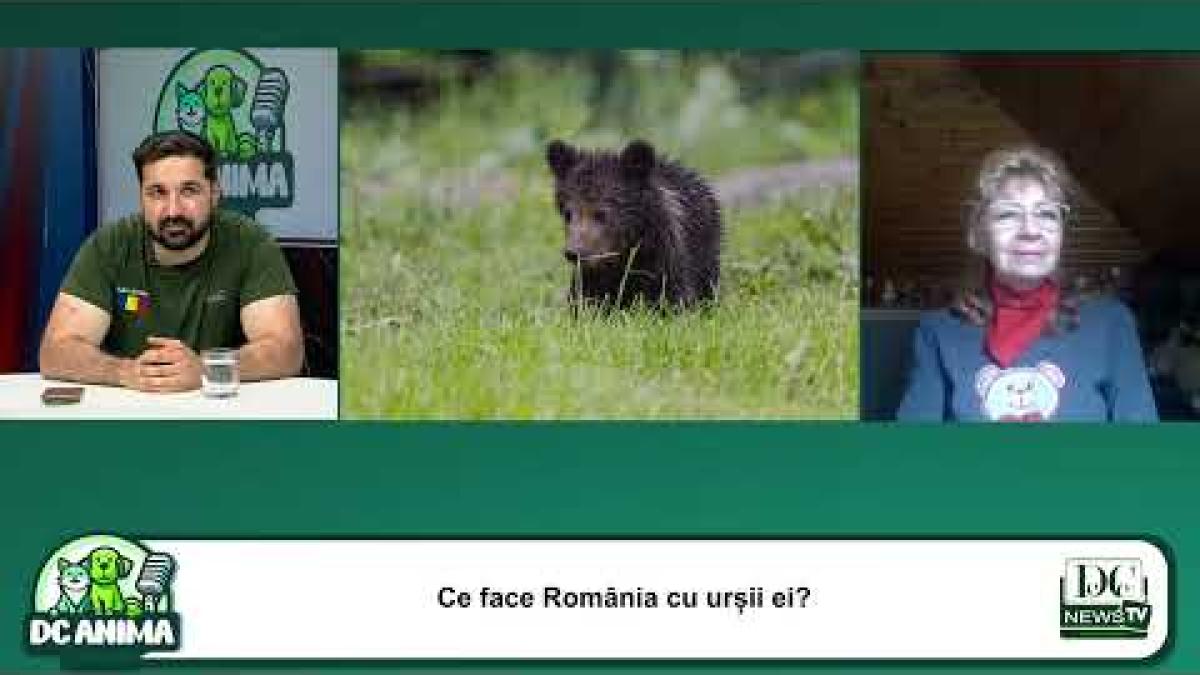 Ursoaica ucisă pe Transfăgărășan. Ce face România cu urșii ei? Cristina Lapis AMP Zărnești
