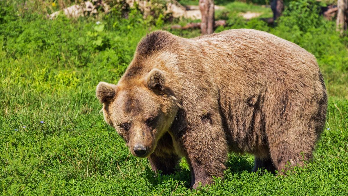 O ursoaică a schimbat totul. Povestea sanctuarului de la Zărnești