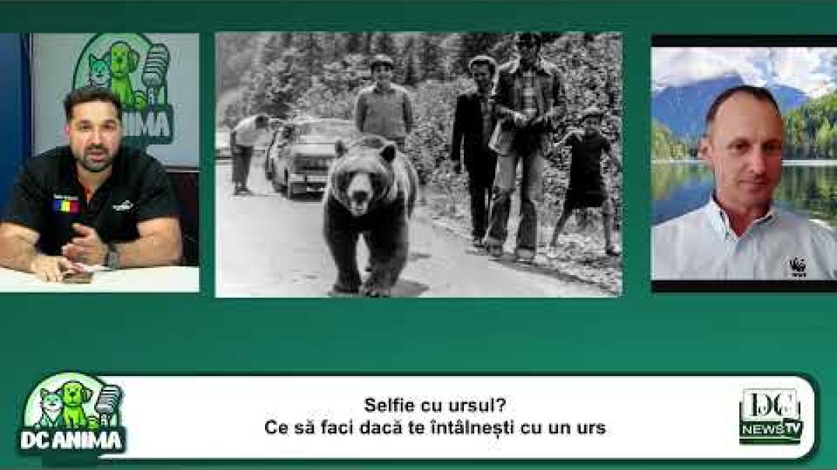 Selfie cu ursul? Ce să faci dacă te întâlnești cu un urs. Ne spune Papp de la WWF România