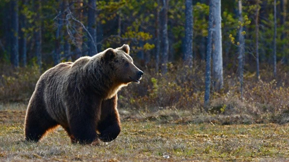 De la 500 la aproape 13.000 urși. Cristian-Remus Papp, expert WWF România: „Nu e o joacă, ci o situație cu risc major”