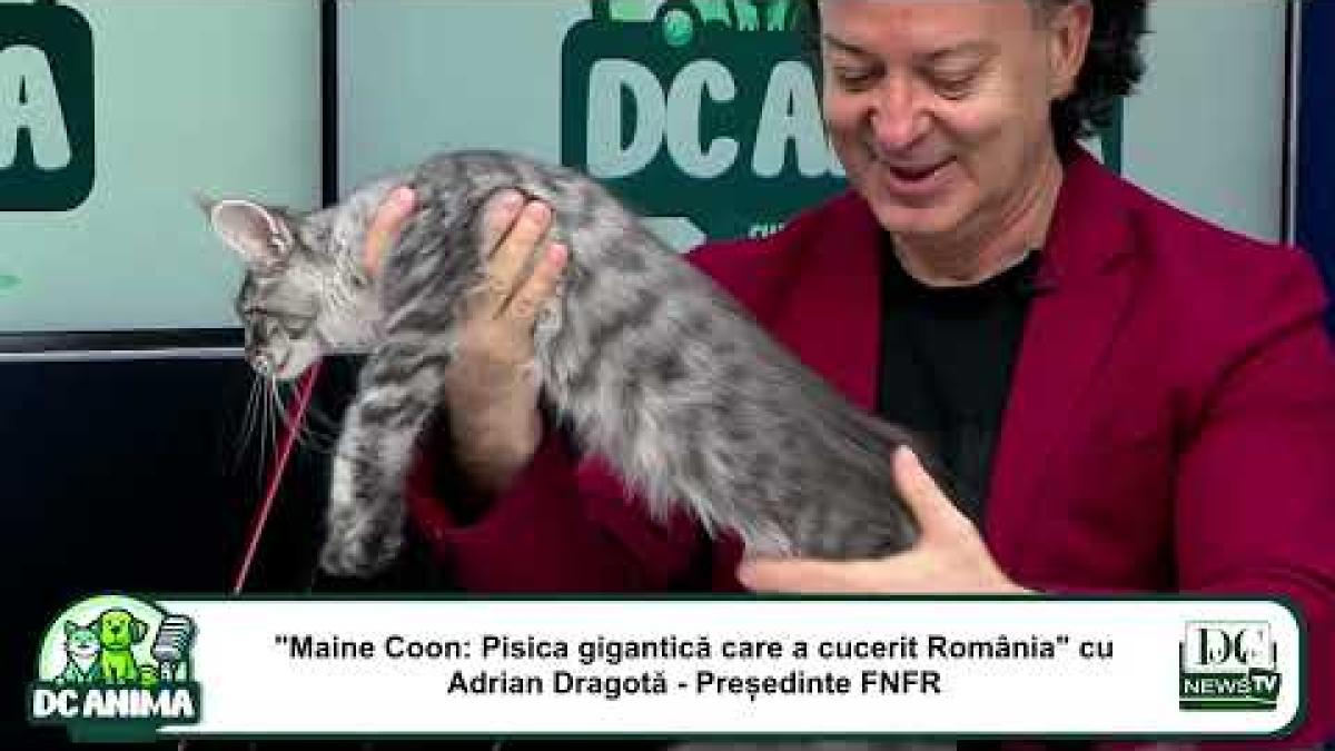 Maine Coon: Pisica gigantică care a cucerit România | Adrian Dragotă - Președinte FNFR