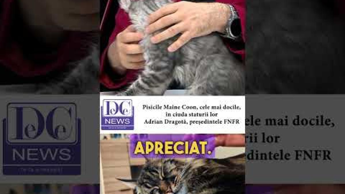 Invitatul DC Anima, Adrian Dragota, președintele FNFR, explică trăsăturile pisicilor Maine Coon
