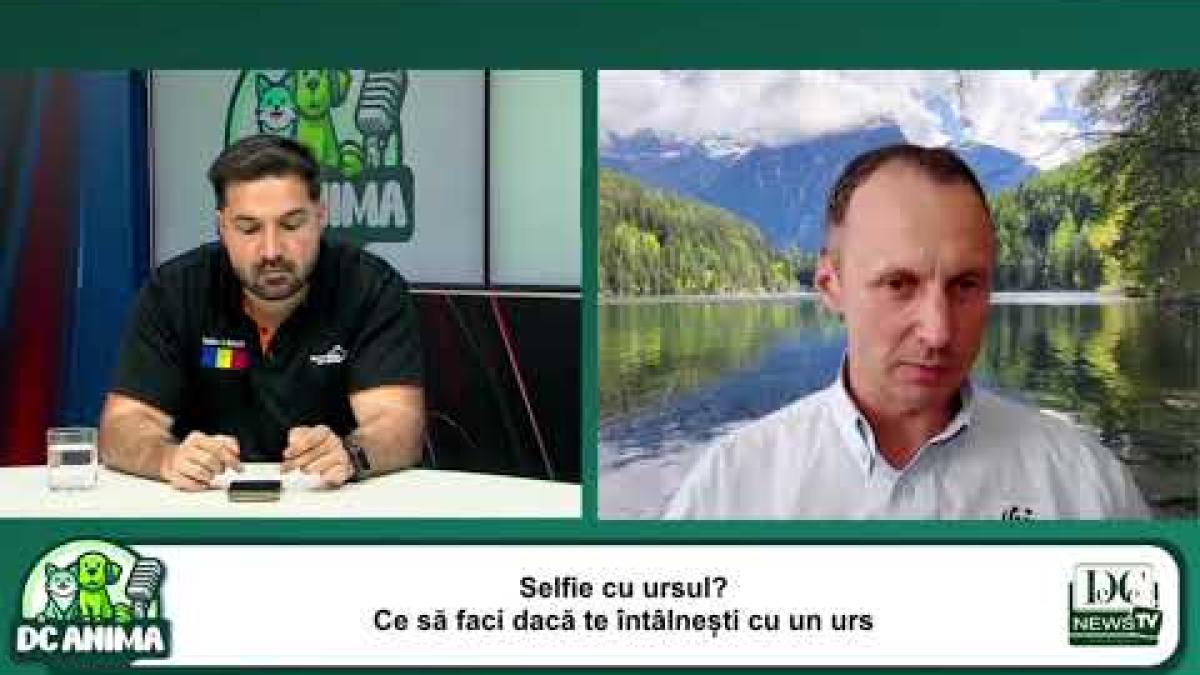 Ce este ursul și care este rolul lui?