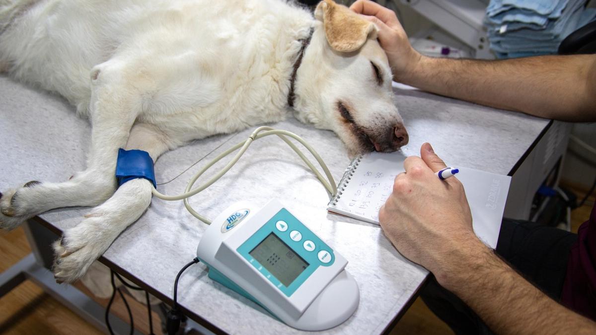 Cum știm când trebuie să mergem de urgență la veterinar cu animalul de companie. Sfaturile unui specialist