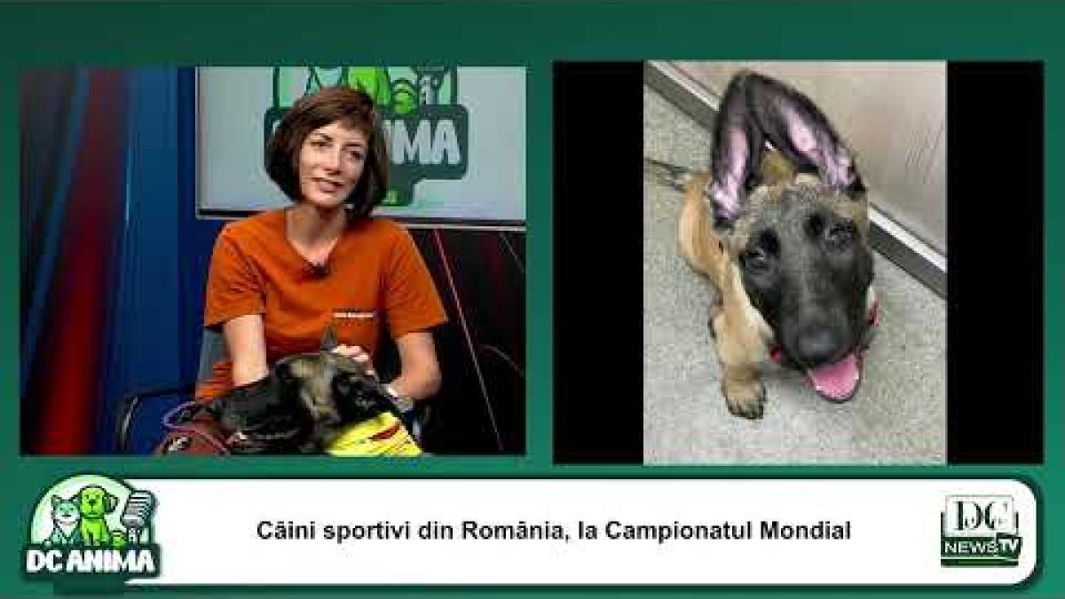 Câinii sportivi din România, la Campionatul Mondial. O ediție specială a emisiunii DC Anima