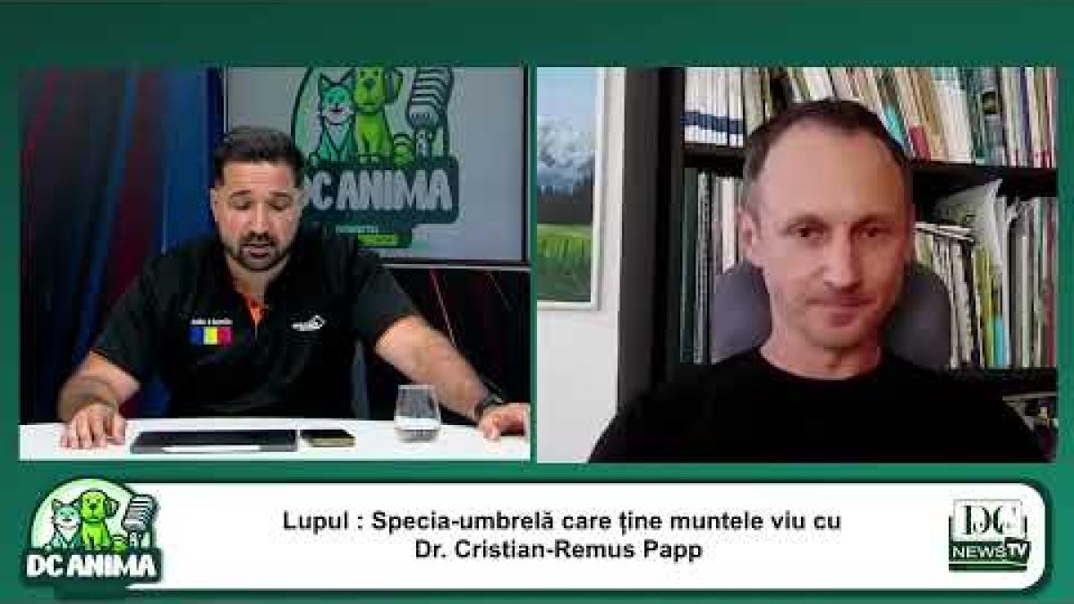 Lupul: Specia-umbrelă care ține muntele viu | Dr. Cristian-Remus Papp WWF România