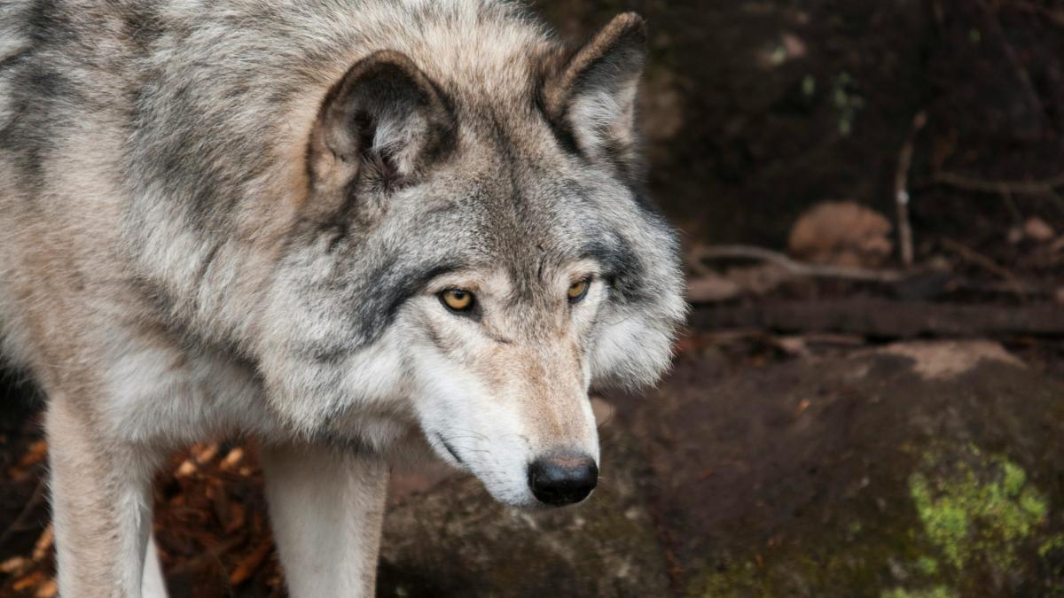 Comuniştii au încercat exterminarea lupilor din România