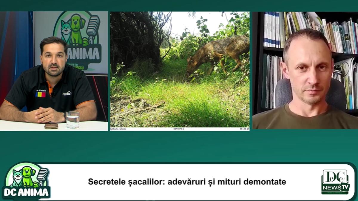 Șacalul oportunist. De ce nu seamănă cu nimic din ce credeai