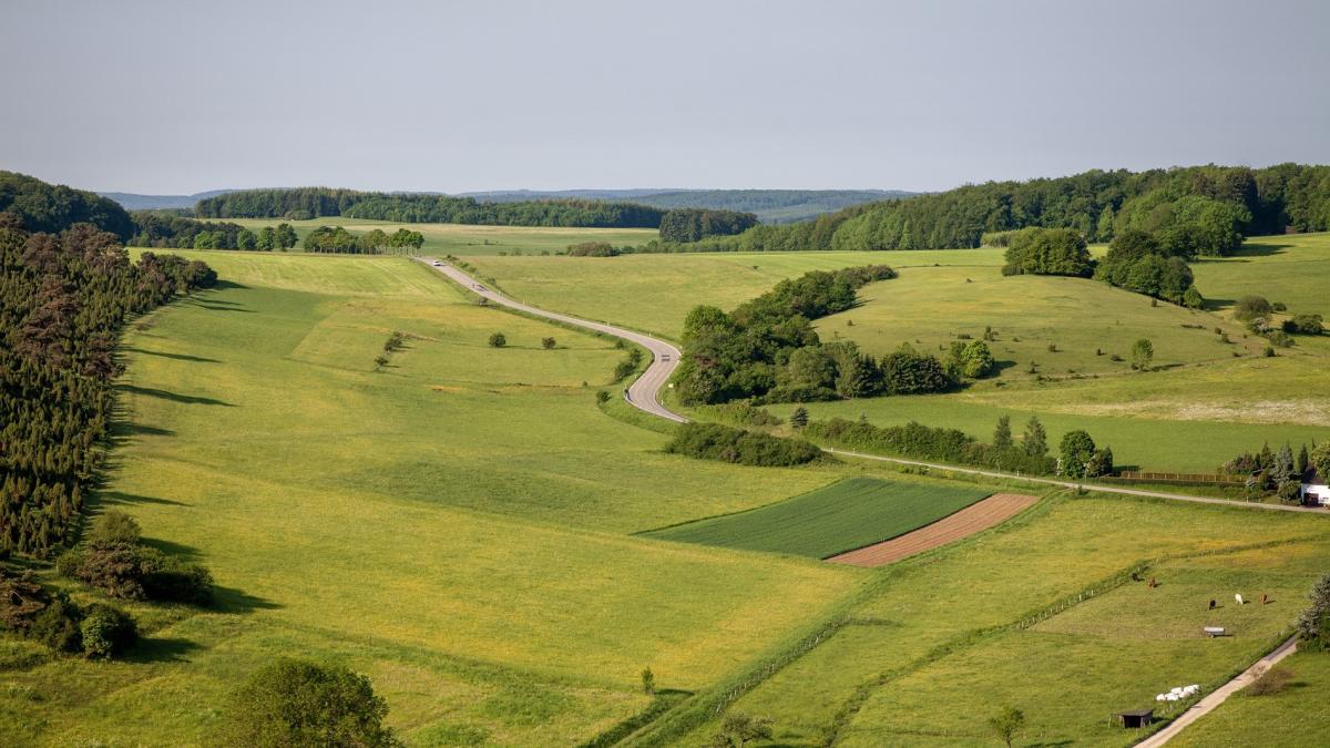 Perdelele de vegetație sunt scut împotriva viscolului și secetei