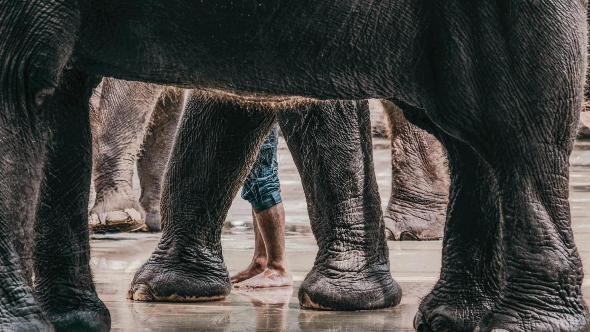 Cum schimbăm modul în care privim animalele? Cercetător: Mai avem multe de învățat