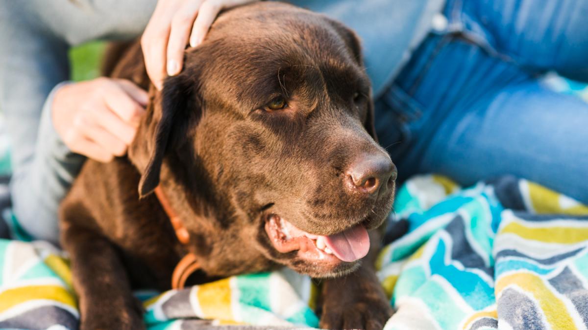 Deparazitarea animalelor, nerecomandată pe timp de iarnă. Un medic veterinar demontează acest mit