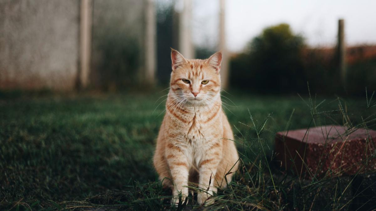 Ce putem face pentru bunăstarea patrupedelor? Urmăriți DC Anima, astăzi de la 19.00, pe DCNews