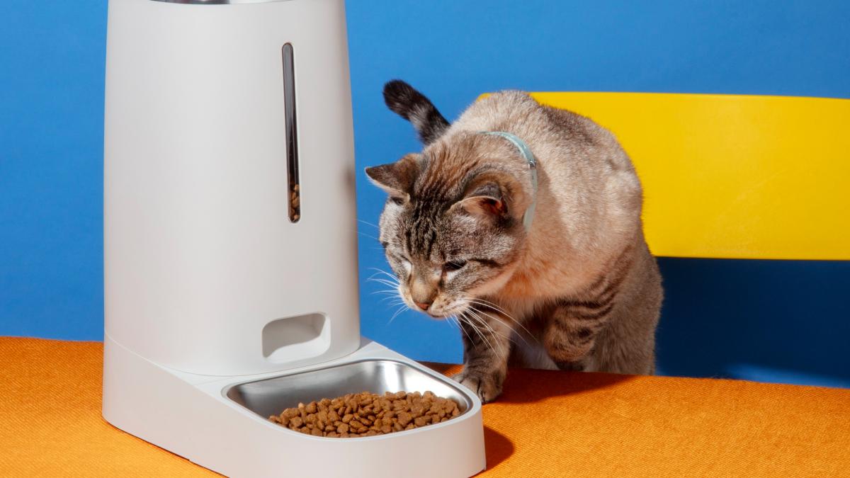 Gadgetul simplu care îți spune dacă pisica ta are o problemă de sănătate. Totul e pe telefon