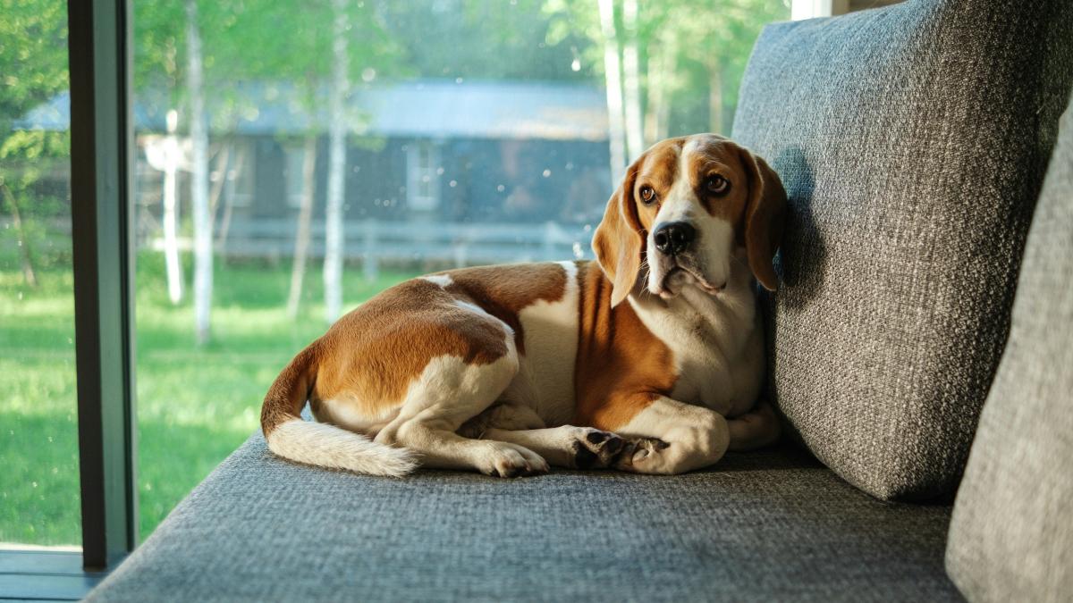 un animal nu este un obiect de decor cum influenteaza cainii emotiile ritualurile si casa