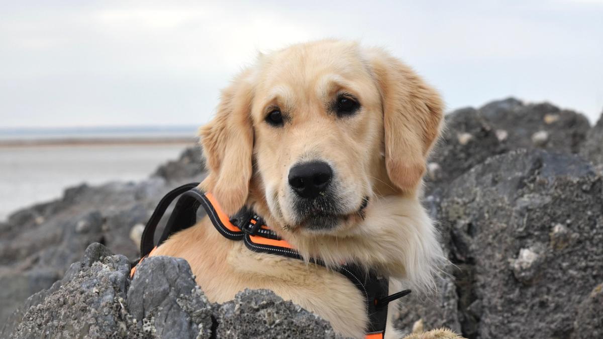 Golden Retrieverul nu este "câine de canapea". Sfat pentru iubitorii de animale