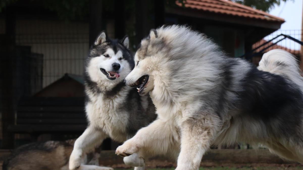 Diferența dintre Husky si Malamutul de Alaska. Două rase asemănătoare dar cu atribuții diferite