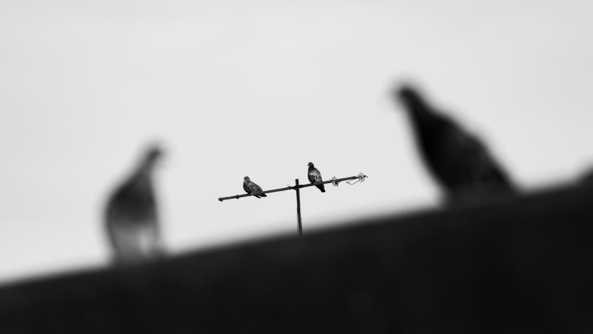 Experimentul propus de Remus Ştefureac. Ar rezista nostalgicii comunismului? 