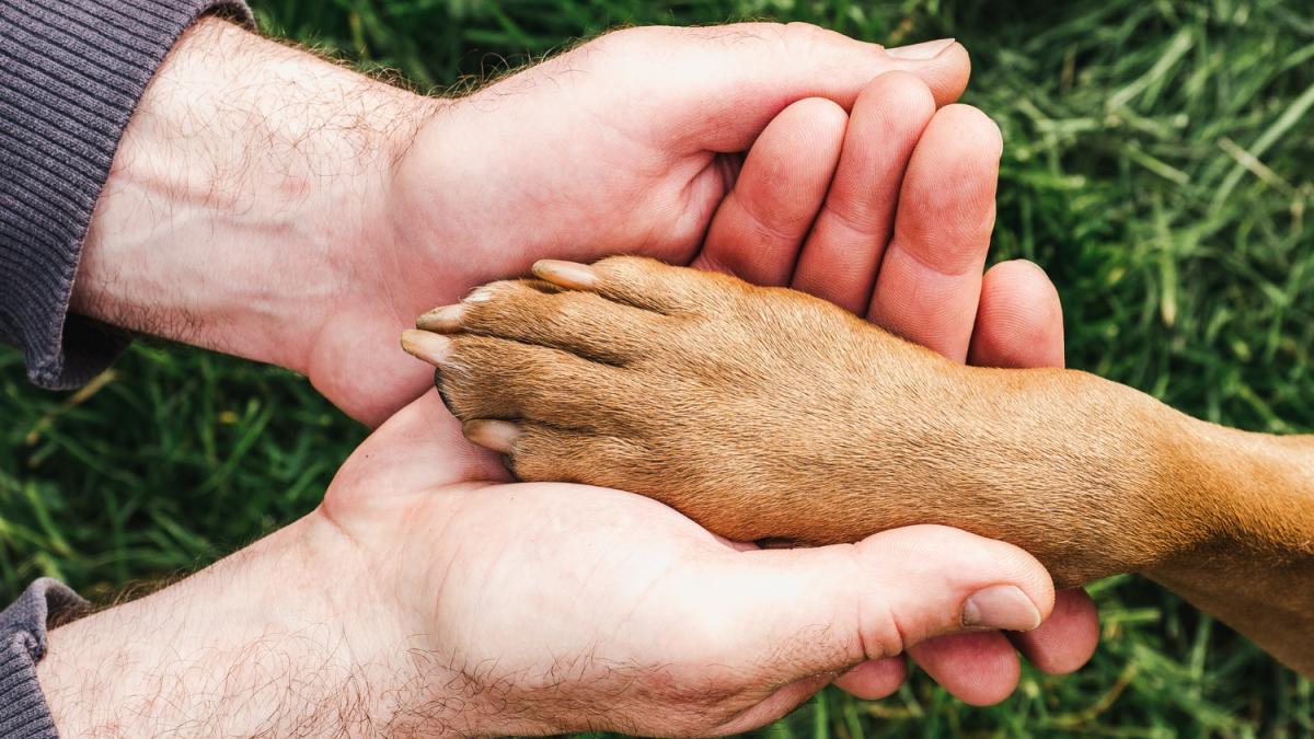 Denunțuri de cruzime împotriva animalelor pe paginile de social media. Cum ar trebui să procedăm de fapt