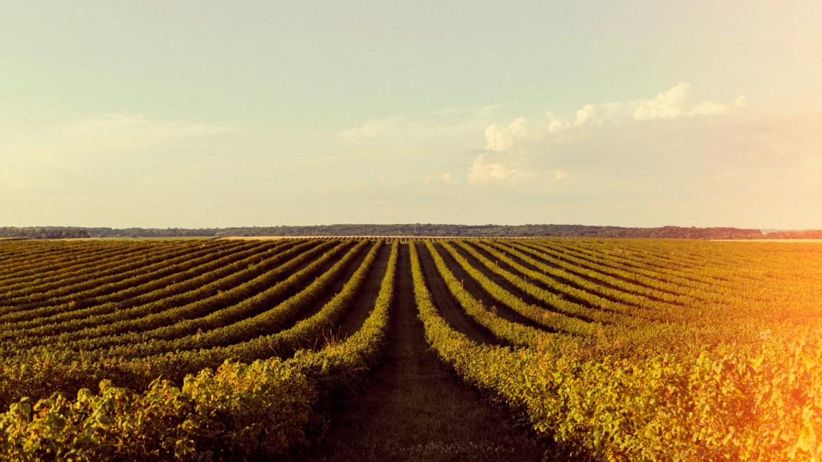 Anul agricol 2026. Elena Mateescu (ANM) explică la ce ar trebui să ne așteptăm