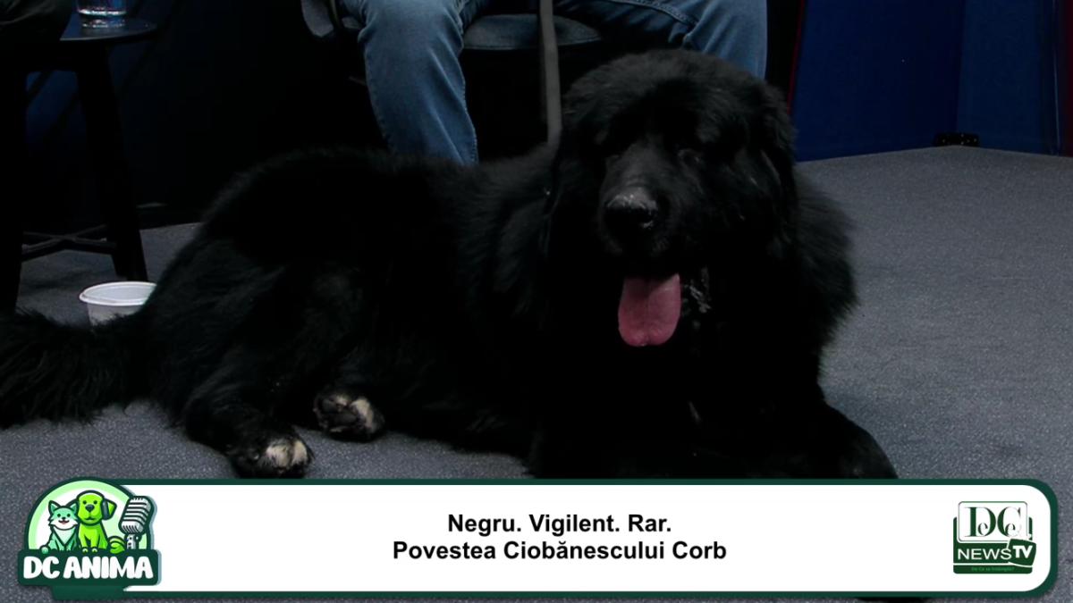 de la paznicul stanelor la campion mondial ascensiunea spectaculoasa a ciobanescului corb