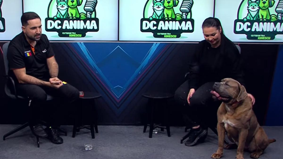 tot ce trebuie sa stii despre rasa cane corso care sunt caracteristicile acestor caini